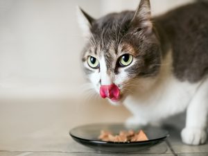 Cat licking lips wth Food Bowl Resized