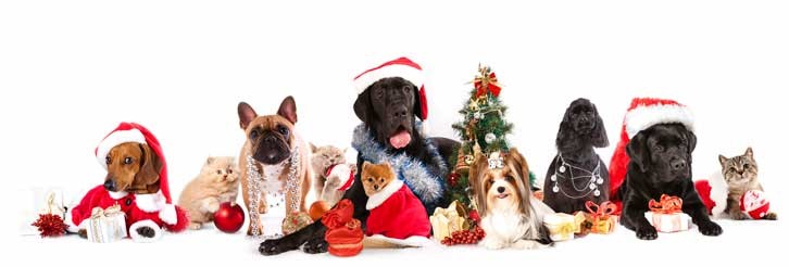 Christmas Cats And Dogs Ucan