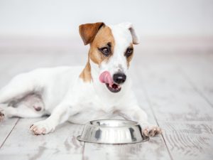 Dog eats food from bowl